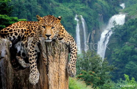 Picture of Leopard on waterfall background